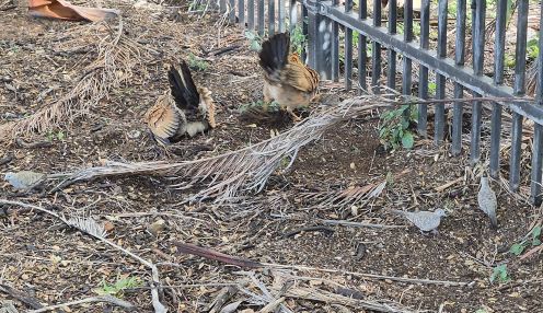 hawai chick n birds .jpg